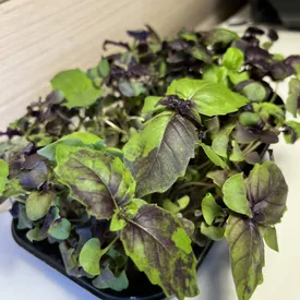 Микрозелень Базилик фиолетовый